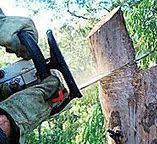 Best Tree Health Inspection  in Magnolia, NC