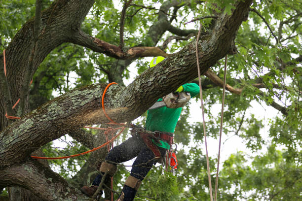 Best Hedge Trimming  in Magnolia, NC