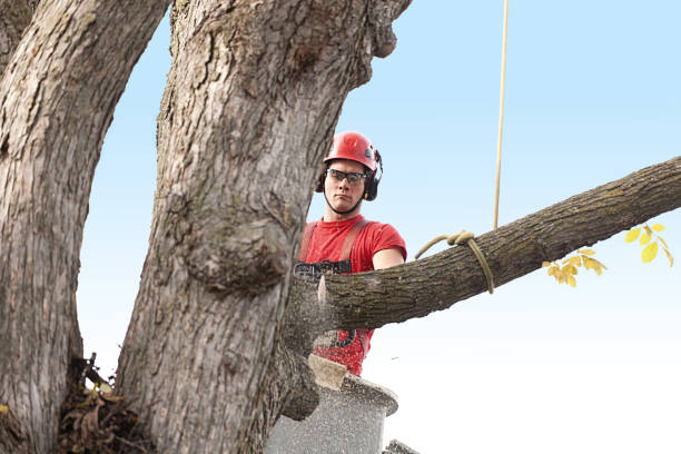 How Our Tree Care Process Works  in  Magnolia, NC